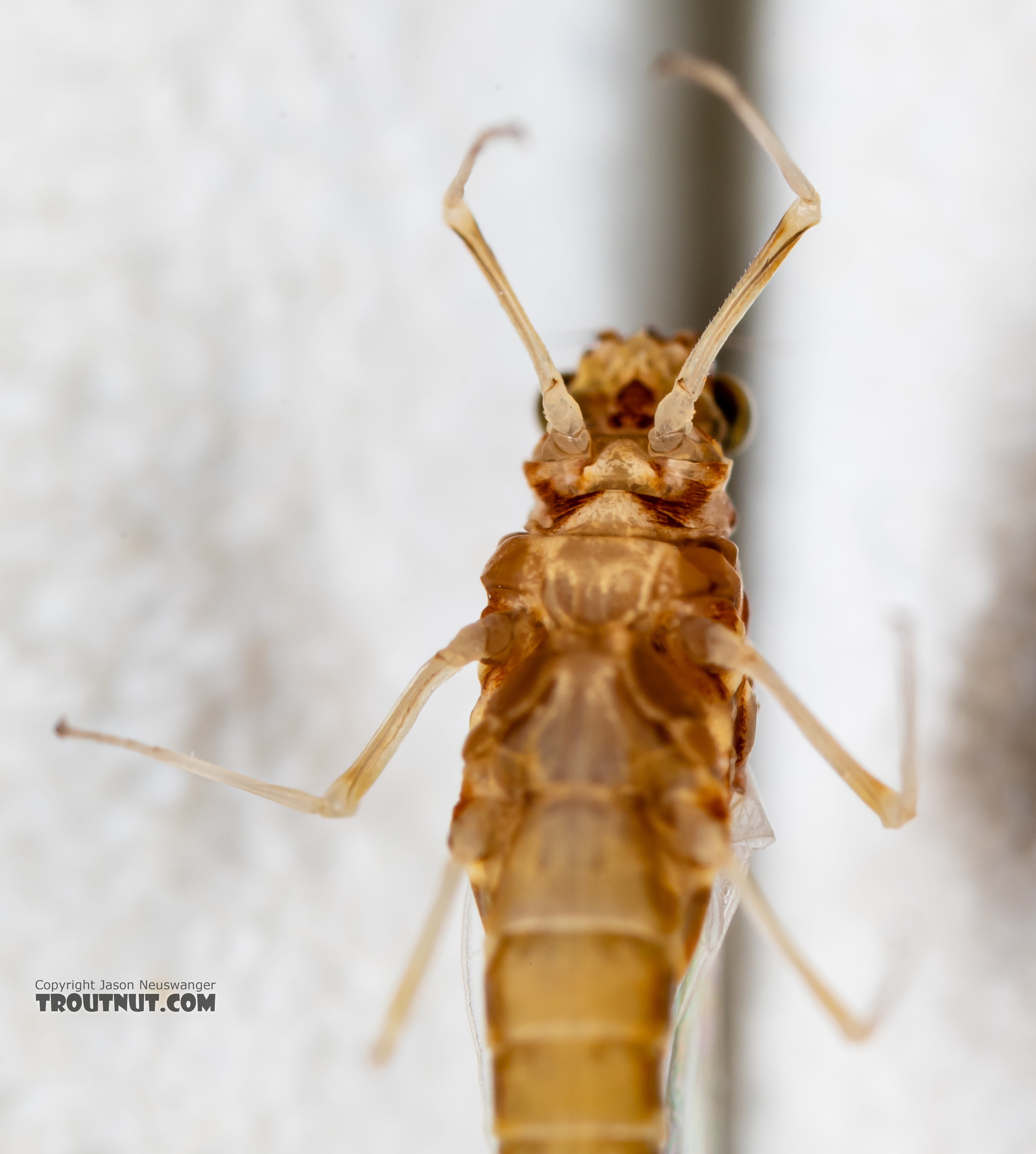 Female Ephemerella dorothea infrequens (Pale Morning Dun) Mayfly Spinner from the Madison River in Montana