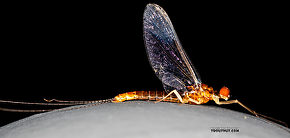 Male Ephemerella dorothea infrequens (Pale Morning Dun) Mayfly Spinner