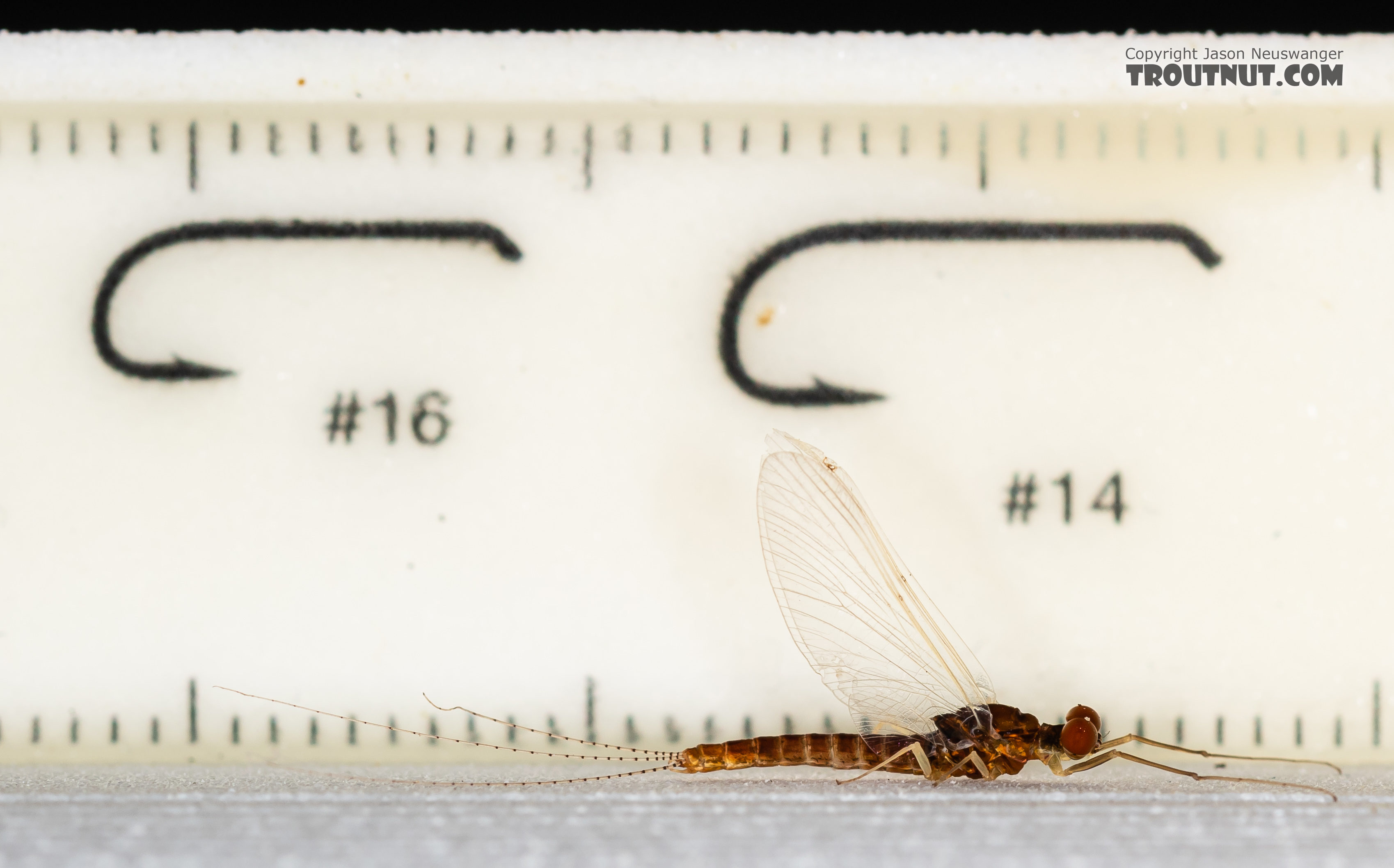 Male Ephemerella dorothea infrequens (Pale Morning Dun) Mayfly Spinner from the Madison River in Montana