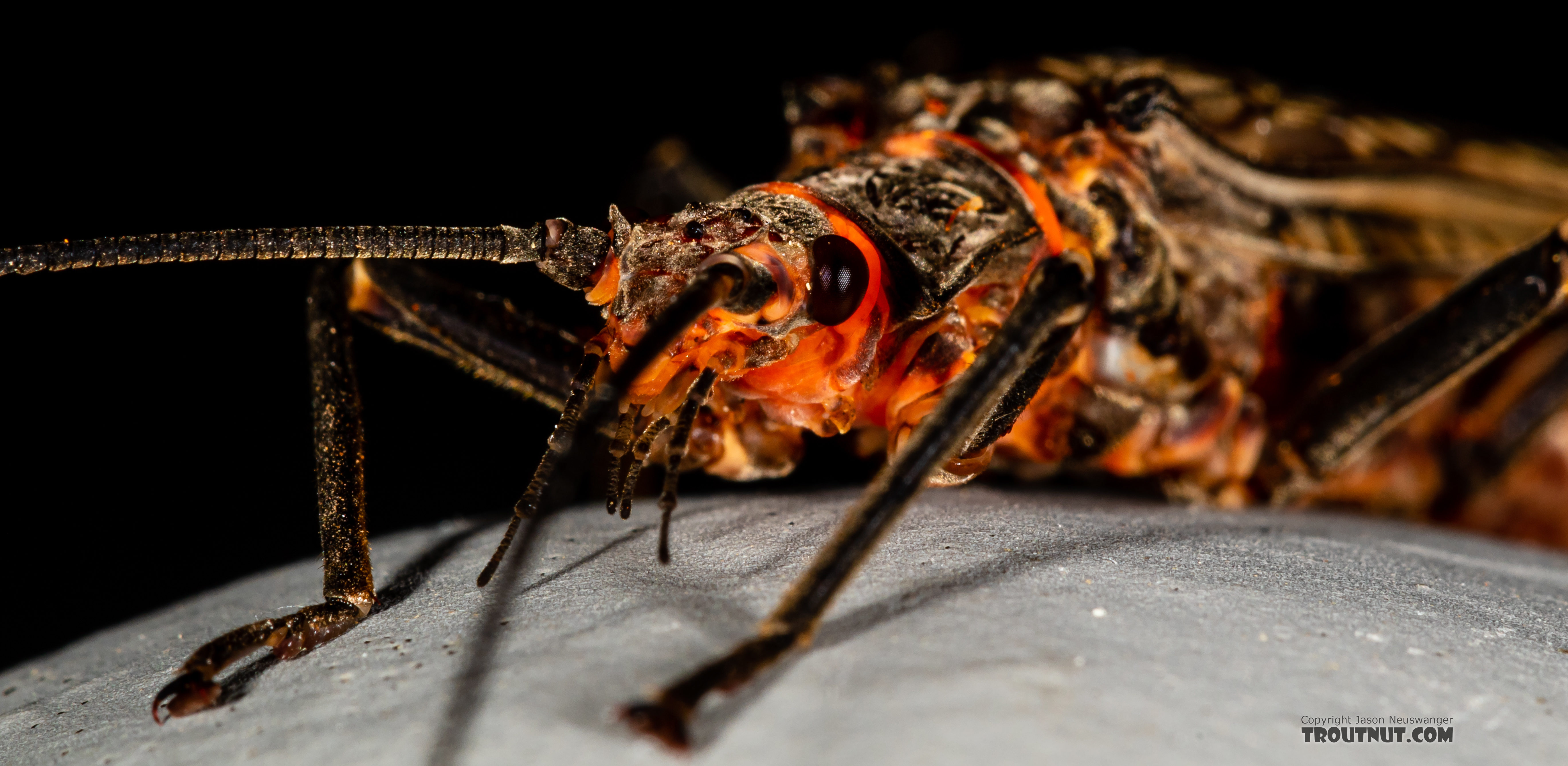 Male Pteronarcys californica (Giant Salmonfly) Stonefly Adult from the Gallatin River in Montana