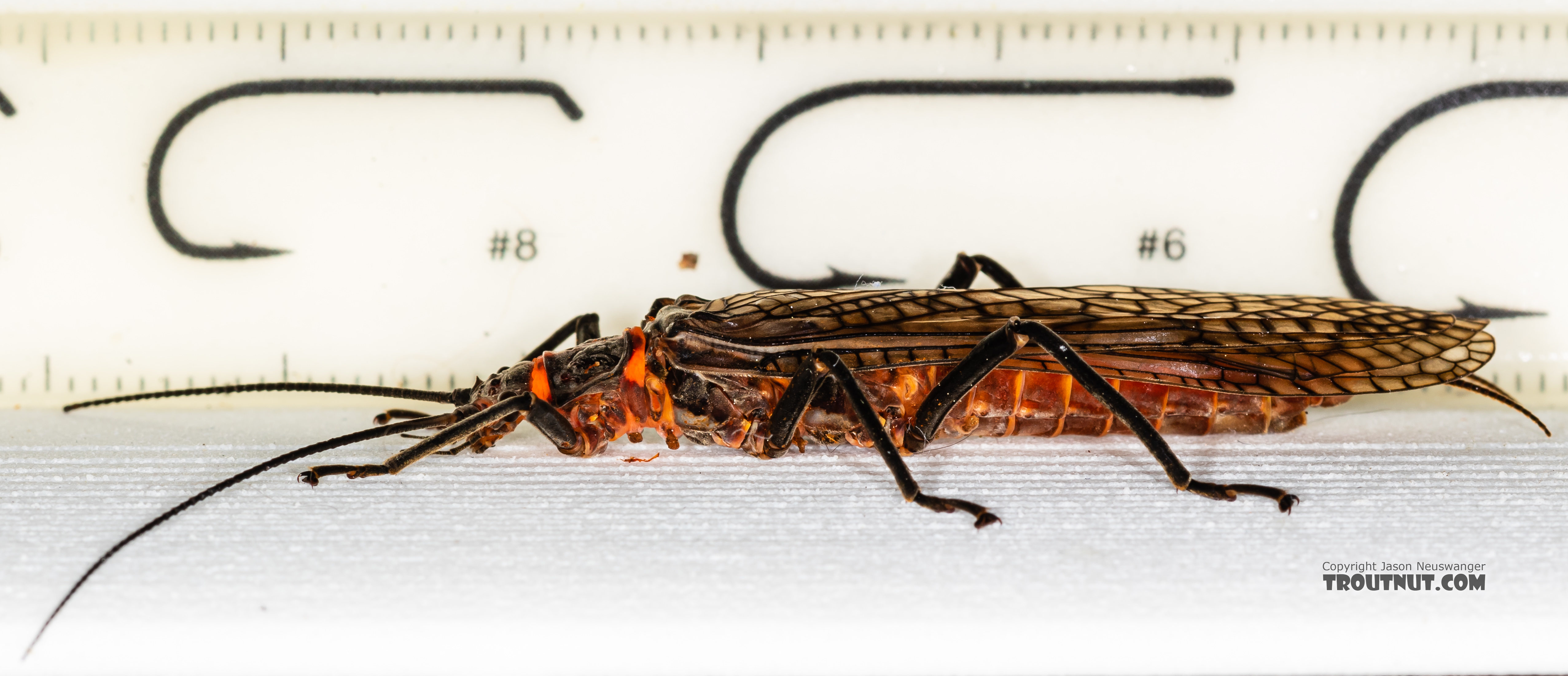 Male Pteronarcys californica (Giant Salmonfly) Stonefly Adult from the Gallatin River in Montana