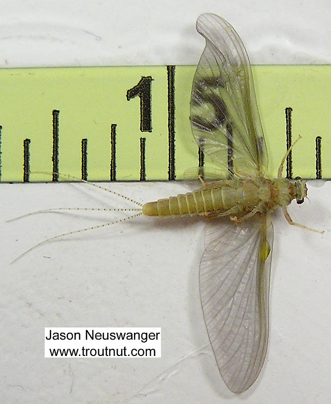 Female Ephemerella invaria (Sulphur Dun) Mayfly Dun from unknown in Wisconsin