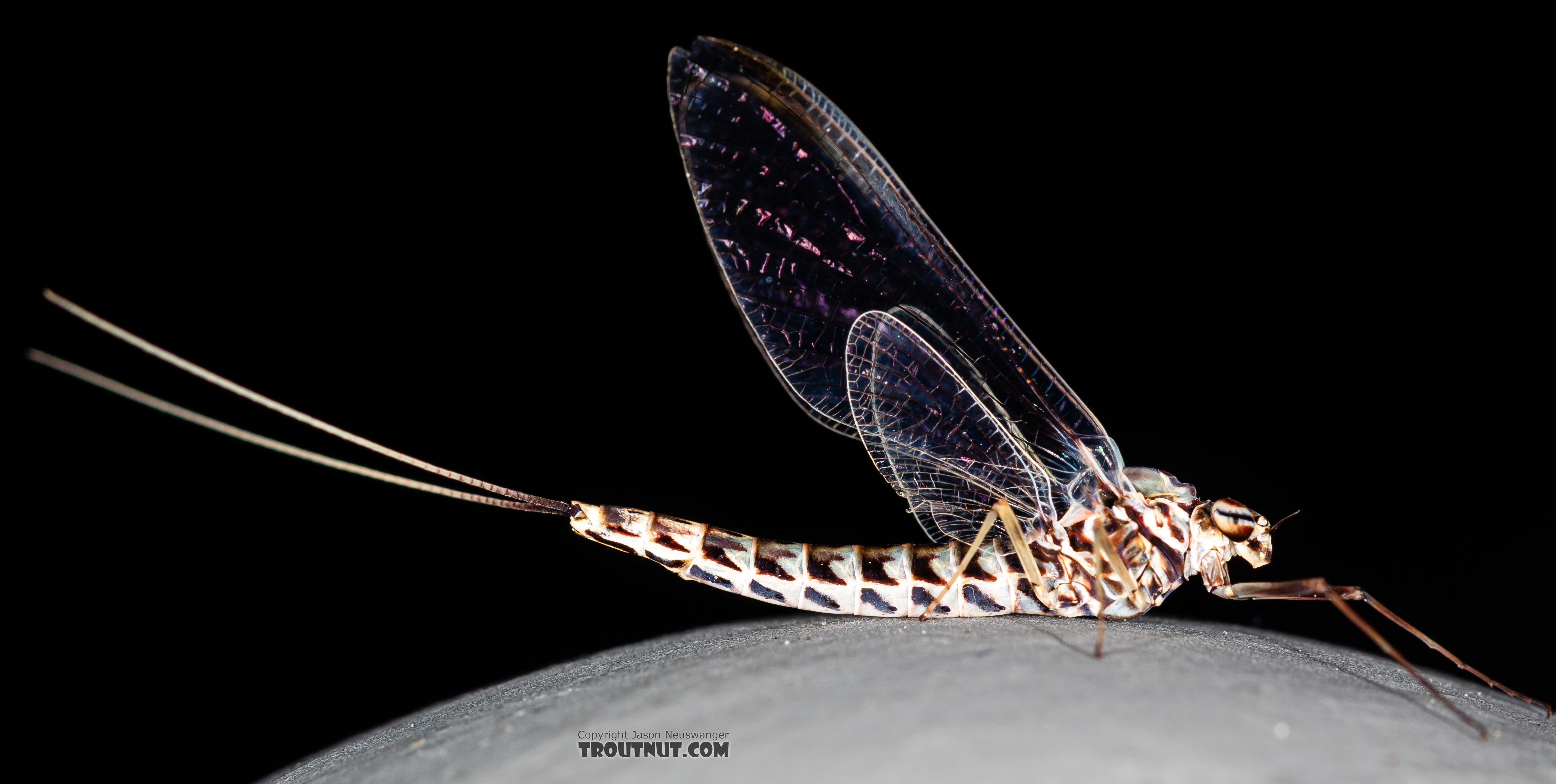 Female Siphlonurus alternatus (Gray Drake) Mayfly Spinner from the Gallatin River in Montana