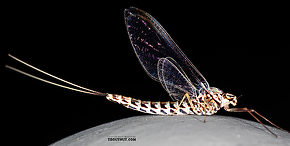 Female Siphlonurus alternatus (Gray Drake) Mayfly Spinner