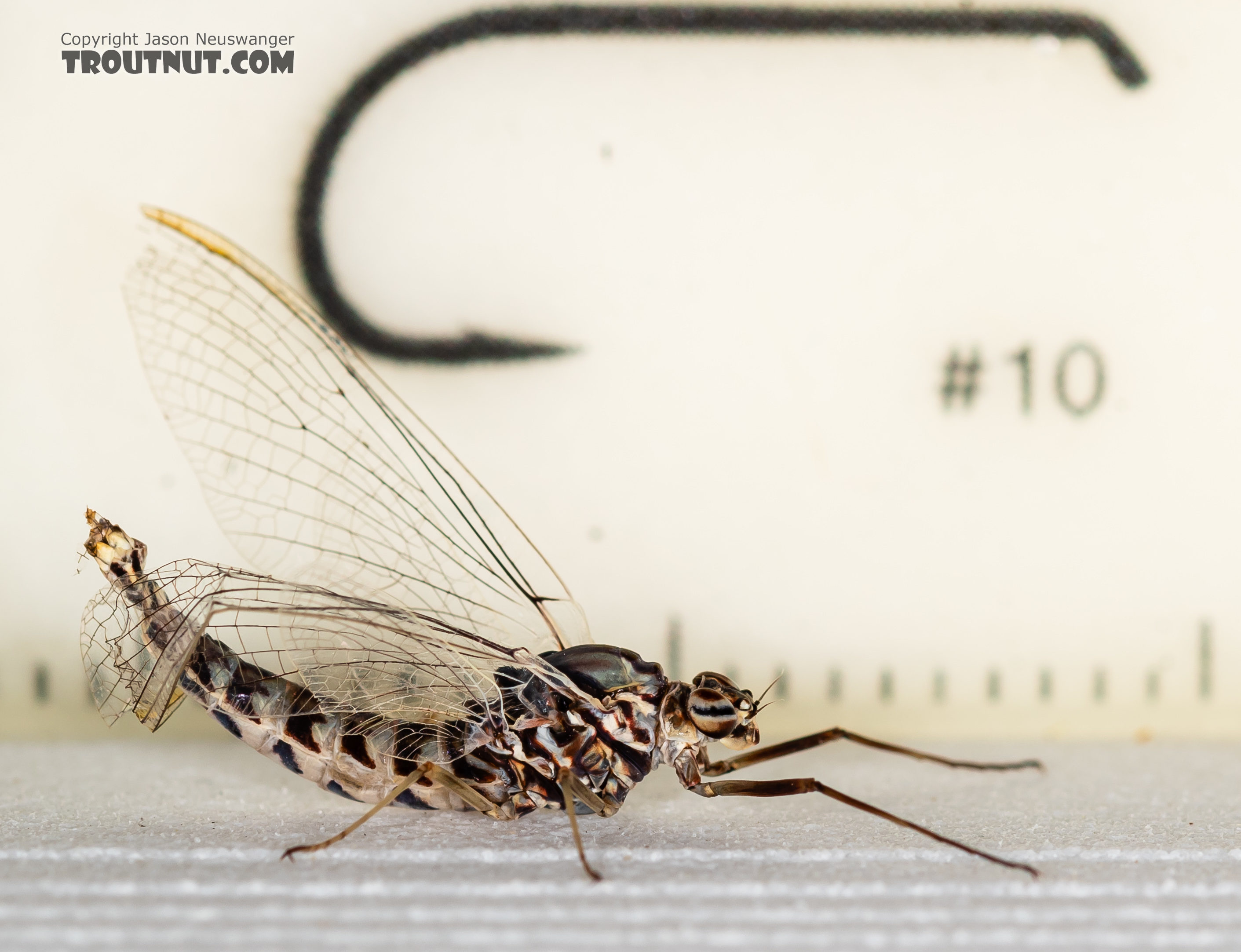 The last abdominal segments of this one were damaged.  Female Siphlonurus alternatus (Gray Drake) Mayfly Spinner from the Gallatin River in Montana