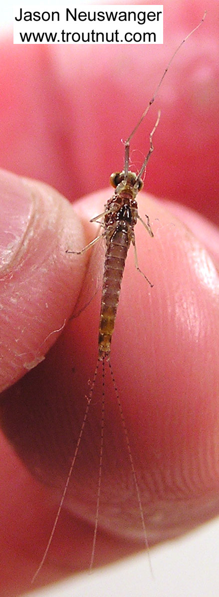 Male Ephemerella invaria (Sulphur Dun) Mayfly Spinner from unknown in Wisconsin