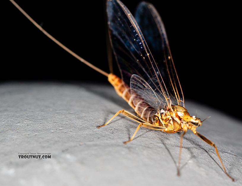 Female Rhithrogena Mayfly Spinner from the Gallatin River in Montana