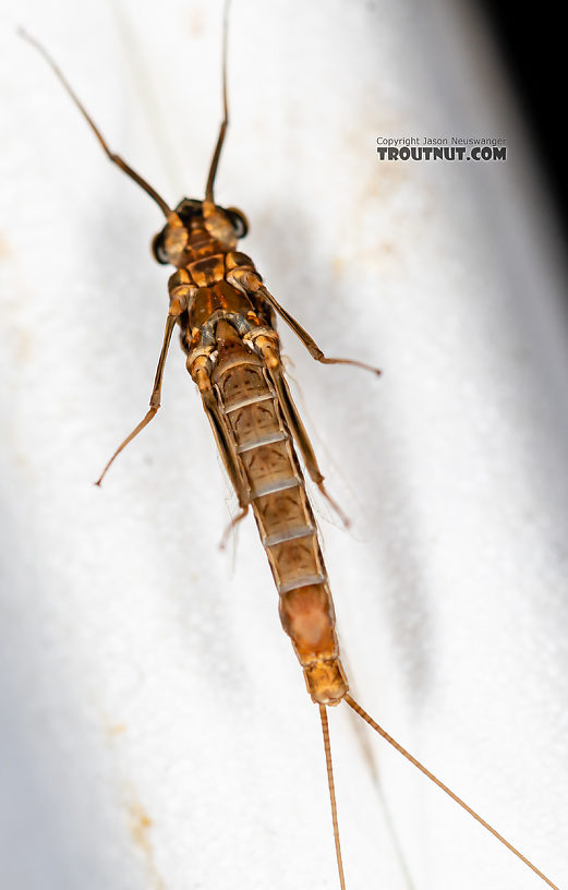 Female Rhithrogena Mayfly Spinner from the Gallatin River in Montana