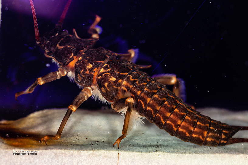 Pteronarcys californica (Giant Salmonfly) Stonefly Nymph from the Gallatin River in Montana