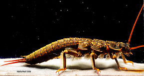 Pteronarcys californica (Giant Salmonfly) Stonefly Nymph