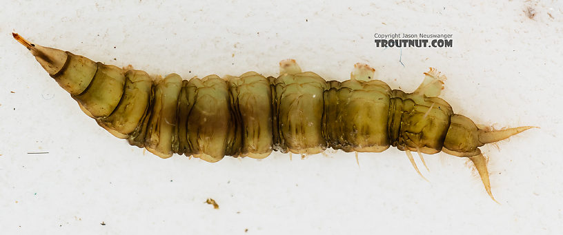 Atherix (Watersnipe Flies) True Fly Larva from the Gallatin River in Montana