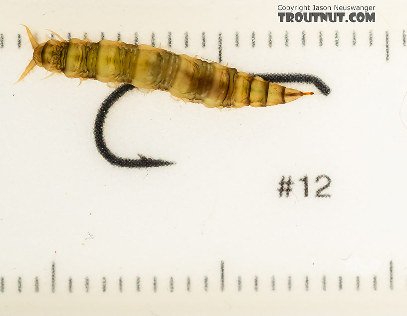 Atherix (Watersnipe Flies) True Fly Larva from the Gallatin River in Montana