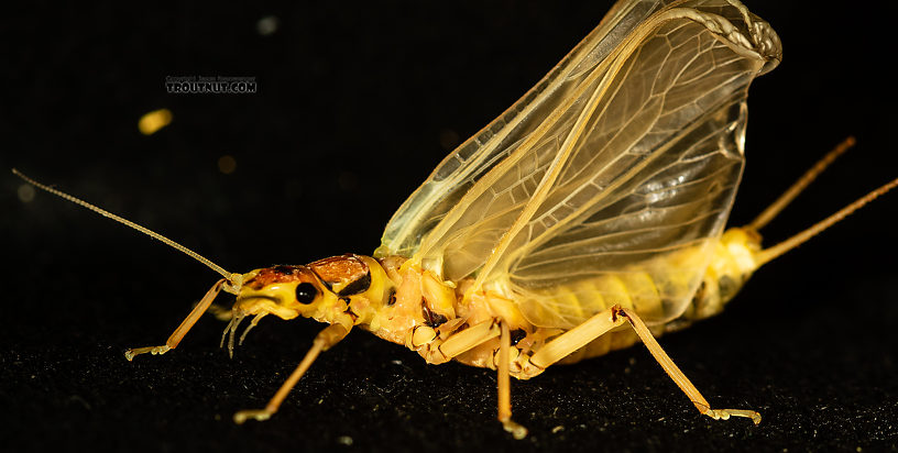 Hesperoperla pacifica (Golden Stone) Stonefly Adult from the Gallatin River in Montana