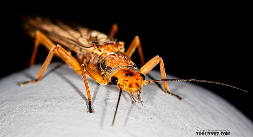 Hesperoperla pacifica (Golden Stone) Stonefly Adult from the Gallatin River in Montana