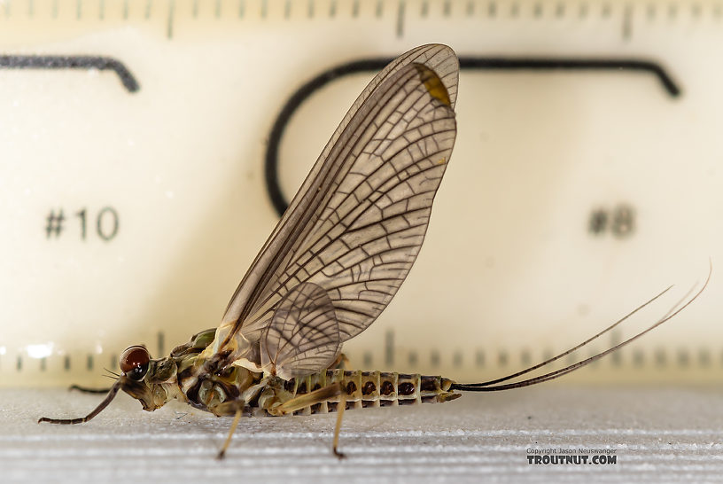 Male Drunella (Blue-Winged Olives) Mayfly Dun from the Ruby River in Montana
