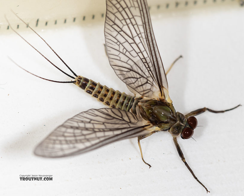 Male Drunella (Blue-Winged Olives) Mayfly Dun from the Ruby River in Montana