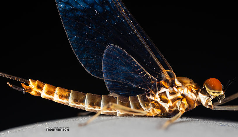 Male Rhithrogena hageni (Western Black Quill) Mayfly Spinner from the Ruby River in Montana