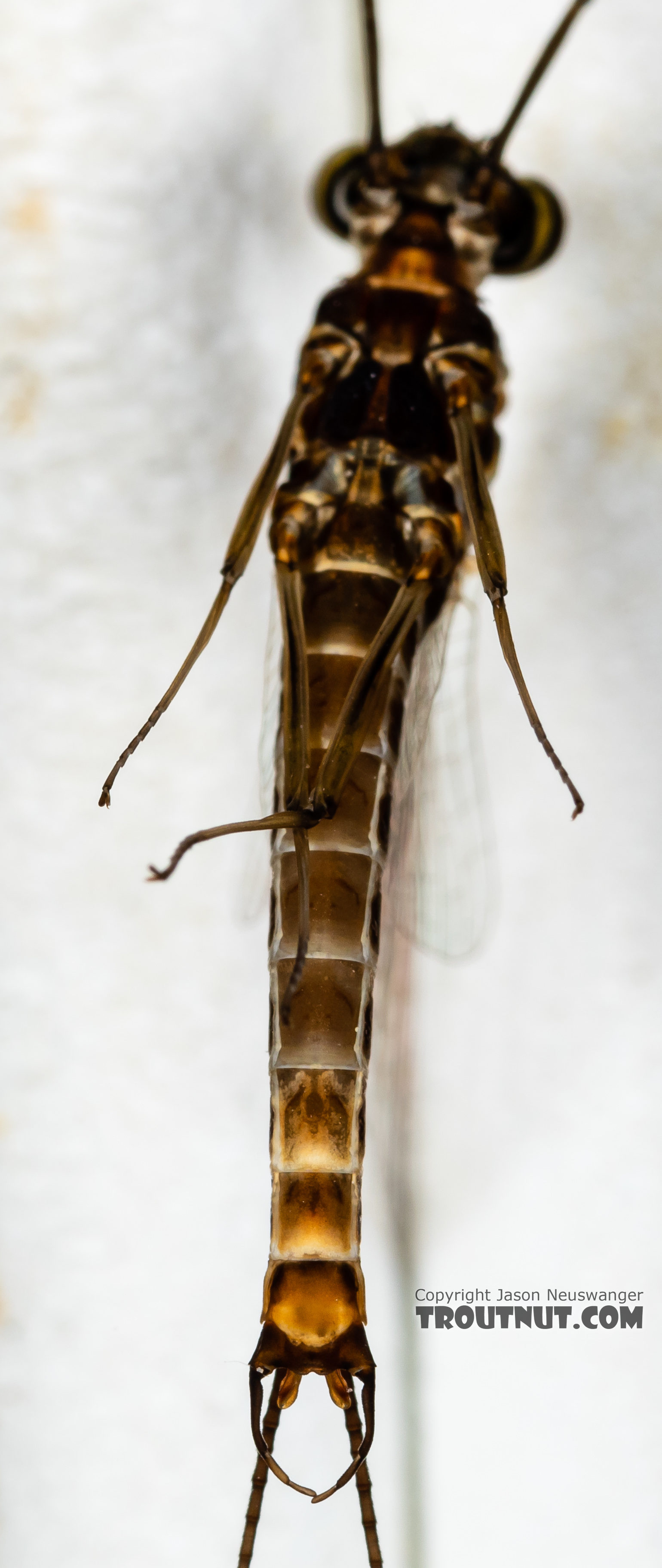 Male Rhithrogena hageni (Western Black Quill) Mayfly Spinner from the Ruby River in Montana