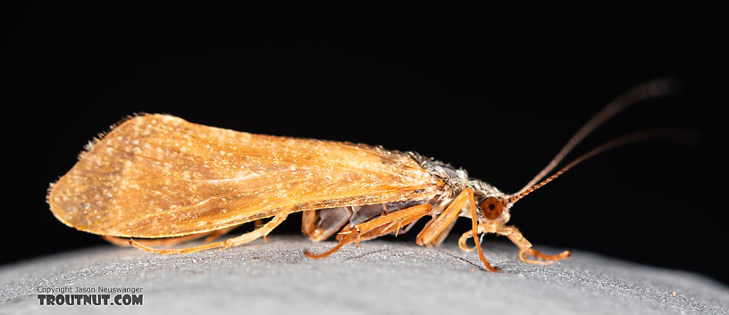 Hydropsychidae Caddisfly Adult from the Ruby River in Montana