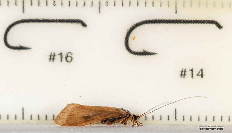 Hydropsychidae Caddisfly Adult from the Ruby River in Montana