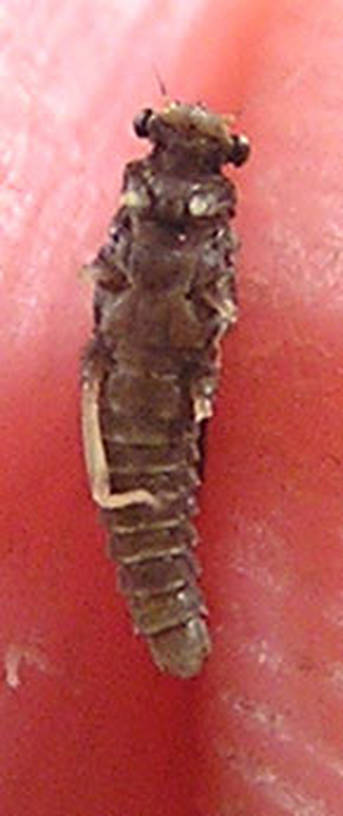Female Ephemerellidae (Hendricksons, Sulphurs, PMDs, BWOs) Mayfly Dun from unknown in Wisconsin