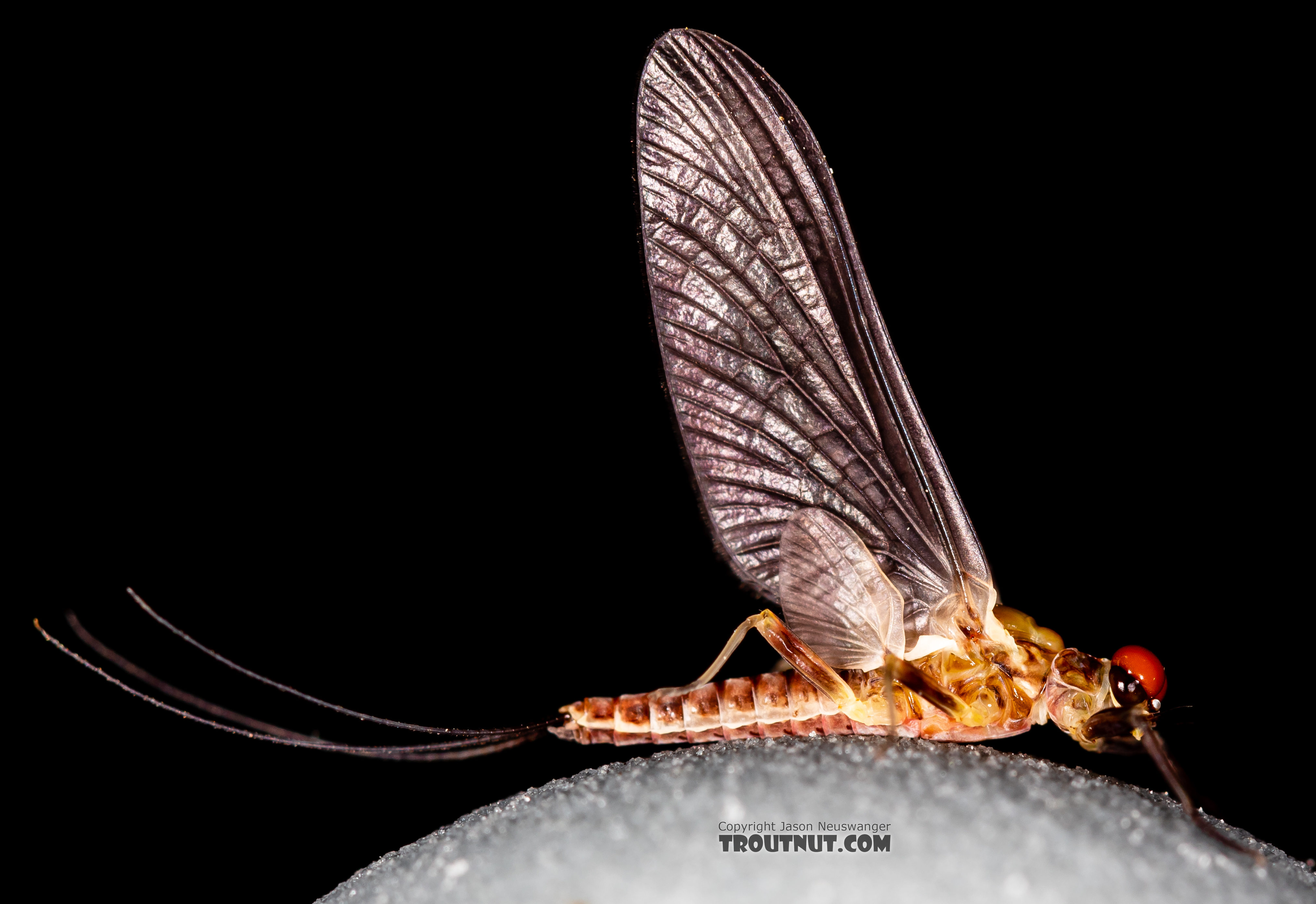 Male Ephemerella tibialis (Little Western Dark Hendrickson) Mayfly Dun from Rock Creek in Montana