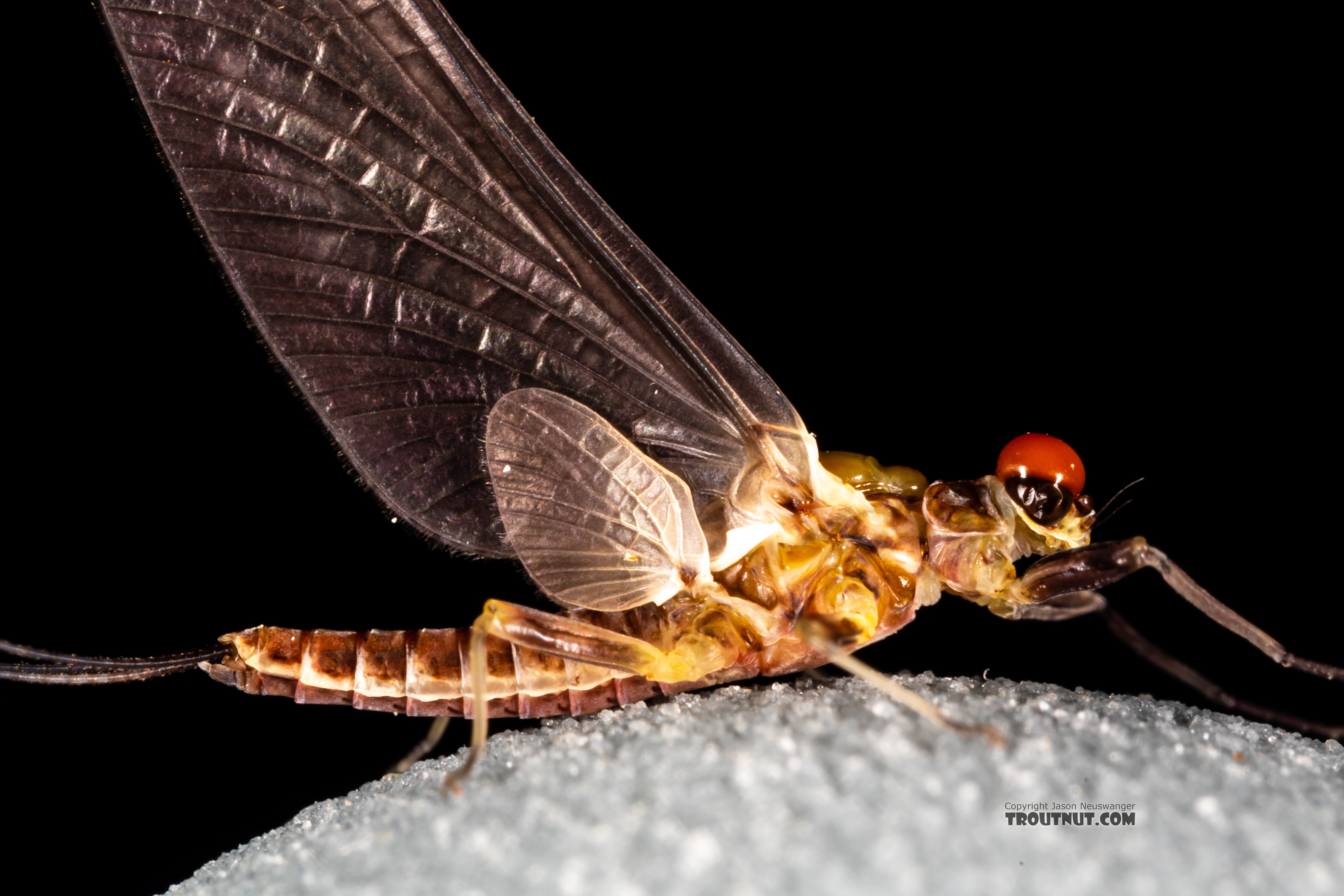 Male Ephemerella tibialis (Little Western Dark Hendrickson) Mayfly Dun from Rock Creek in Montana