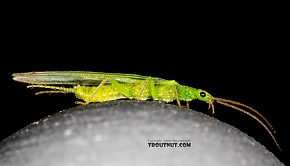 Female Alloperla (Sallflies) Stonefly Adult