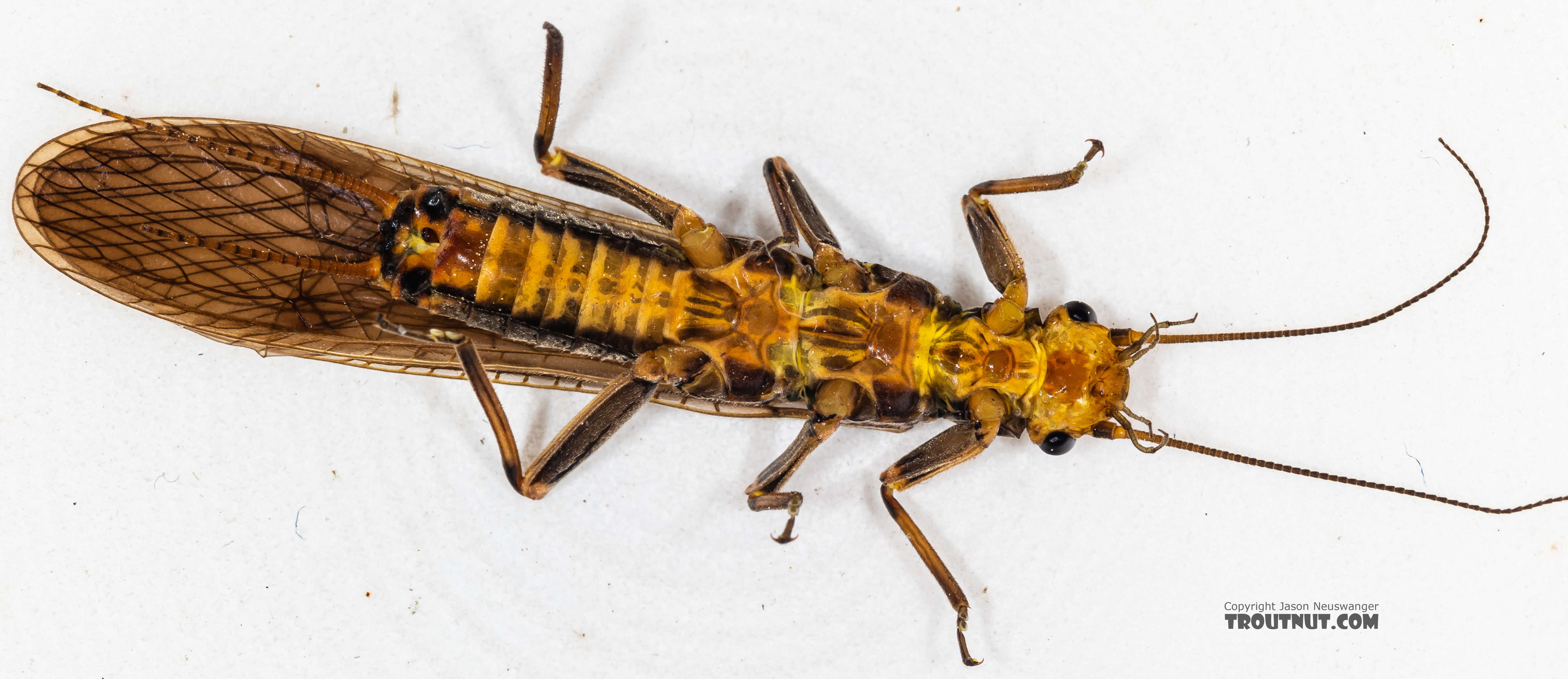 Male Calineuria californica (Golden Stone) Stonefly Adult from the South Fork Snoqualmie River in Washington