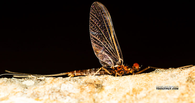 Male Neoleptophlebia heteronea (Blue Quill) Mayfly Spinner from the Madison River in Montana