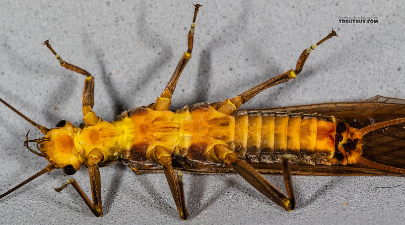 Female Calineuria californica (Golden Stone) Stonefly Adult from Mystery Creek #249 in Washington
