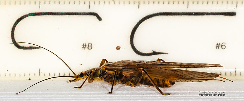 Female Calineuria californica (Golden Stone) Stonefly Adult from Mystery Creek #249 in Washington