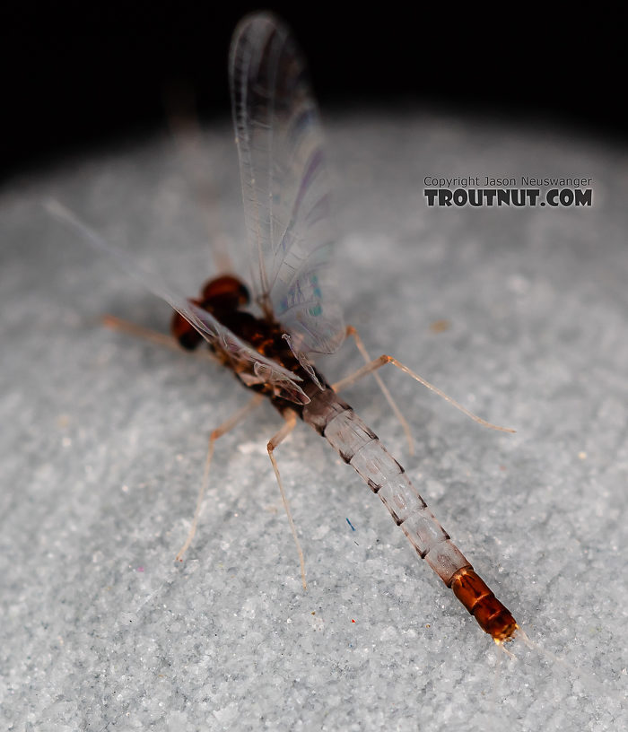 Male Paraleptophlebia sculleni Mayfly Spinner from Mystery Creek #249 in Washington