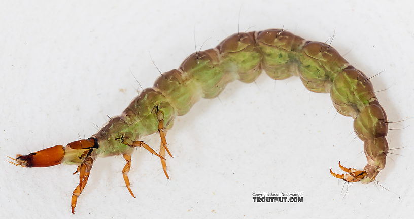 Rhyacophila (Green Sedges) Caddisfly Larva from Mystery Creek #249 in Washington
