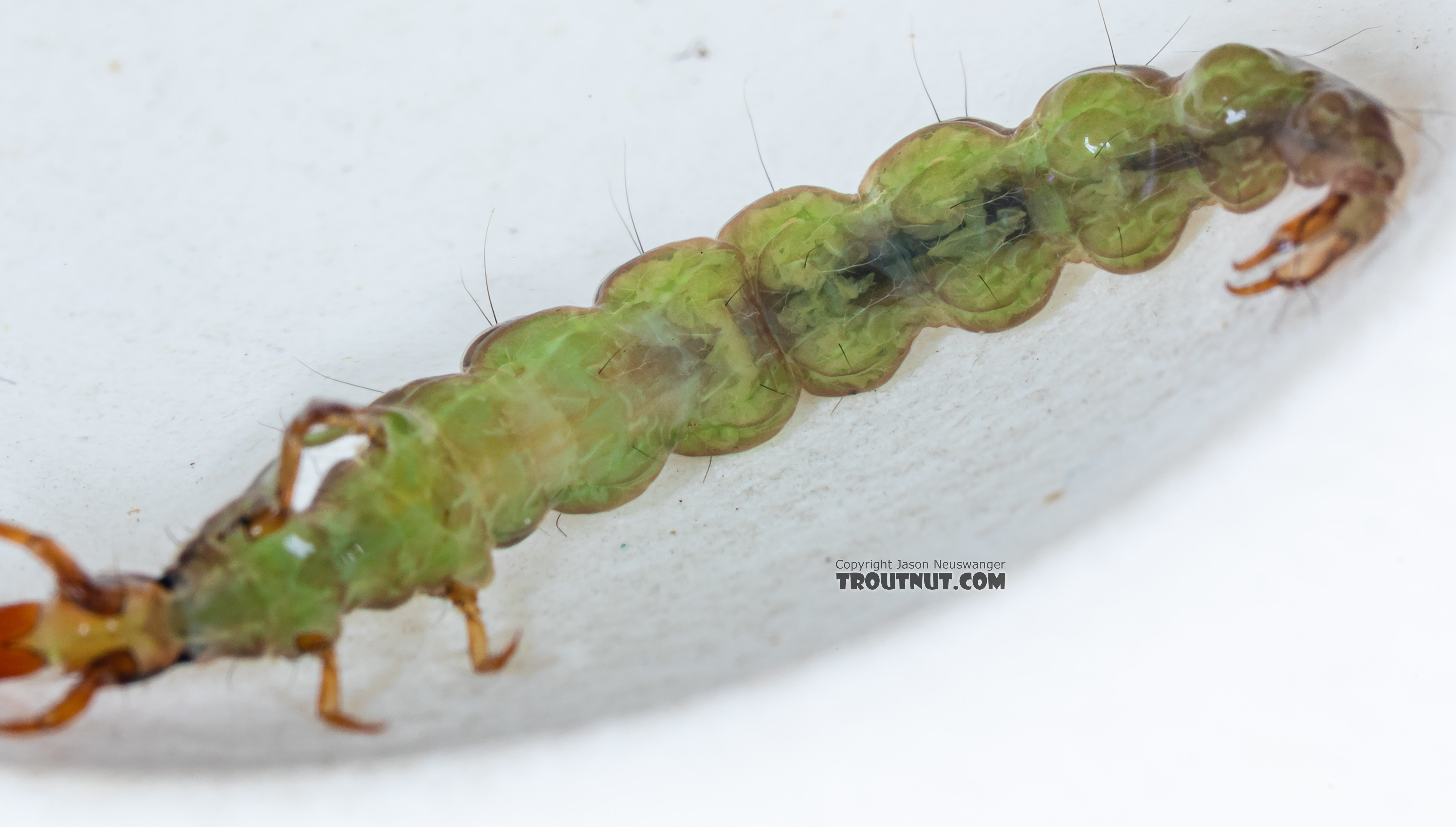 Rhyacophila (Green Sedges) Caddisfly Larva from Mystery Creek #249 in Washington