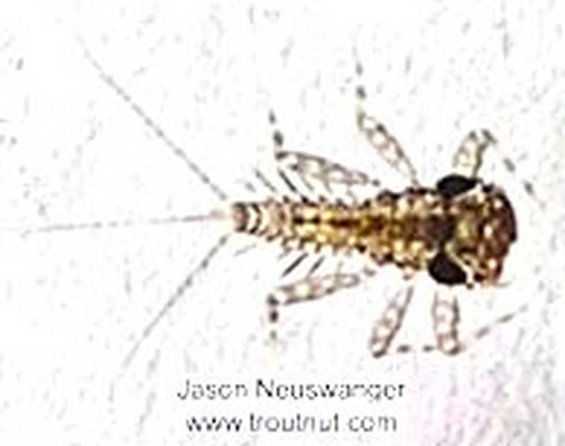 Leucrocuta hebe (Little Yellow Quill) Mayfly Nymph from the Namekagon River in Wisconsin