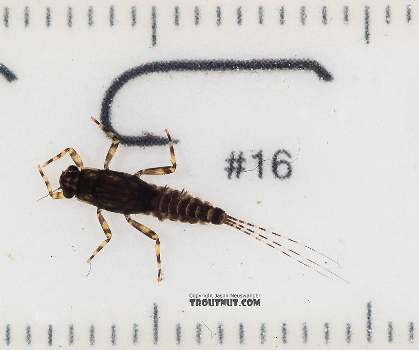 Ephemerella tibialis (Little Western Dark Hendrickson) Mayfly Nymph from Mystery Creek #249 in Washington