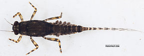 Ephemerella tibialis (Little Western Dark Hendrickson) Mayfly Nymph