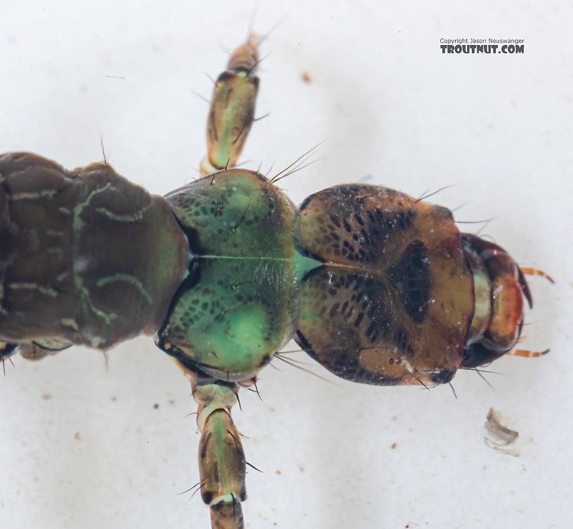 Rhyacophila vocala (Green Sedge) Caddisfly Larva from Mystery Creek #249 in Washington