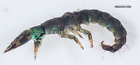 Rhyacophila vocala (Green Sedge) Caddisfly Larva