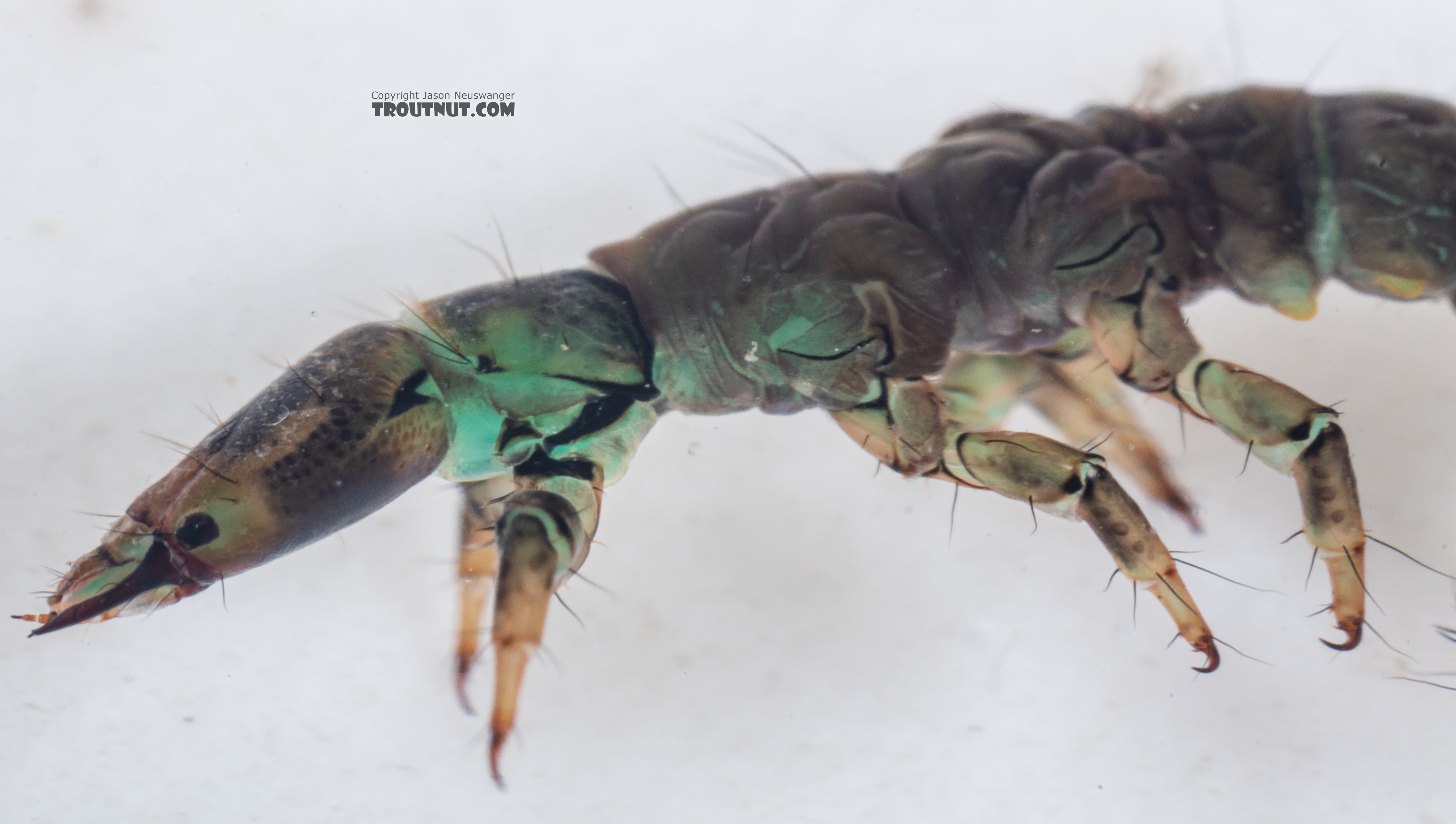 Rhyacophila vocala (Green Sedge) Caddisfly Larva from Mystery Creek #249 in Washington