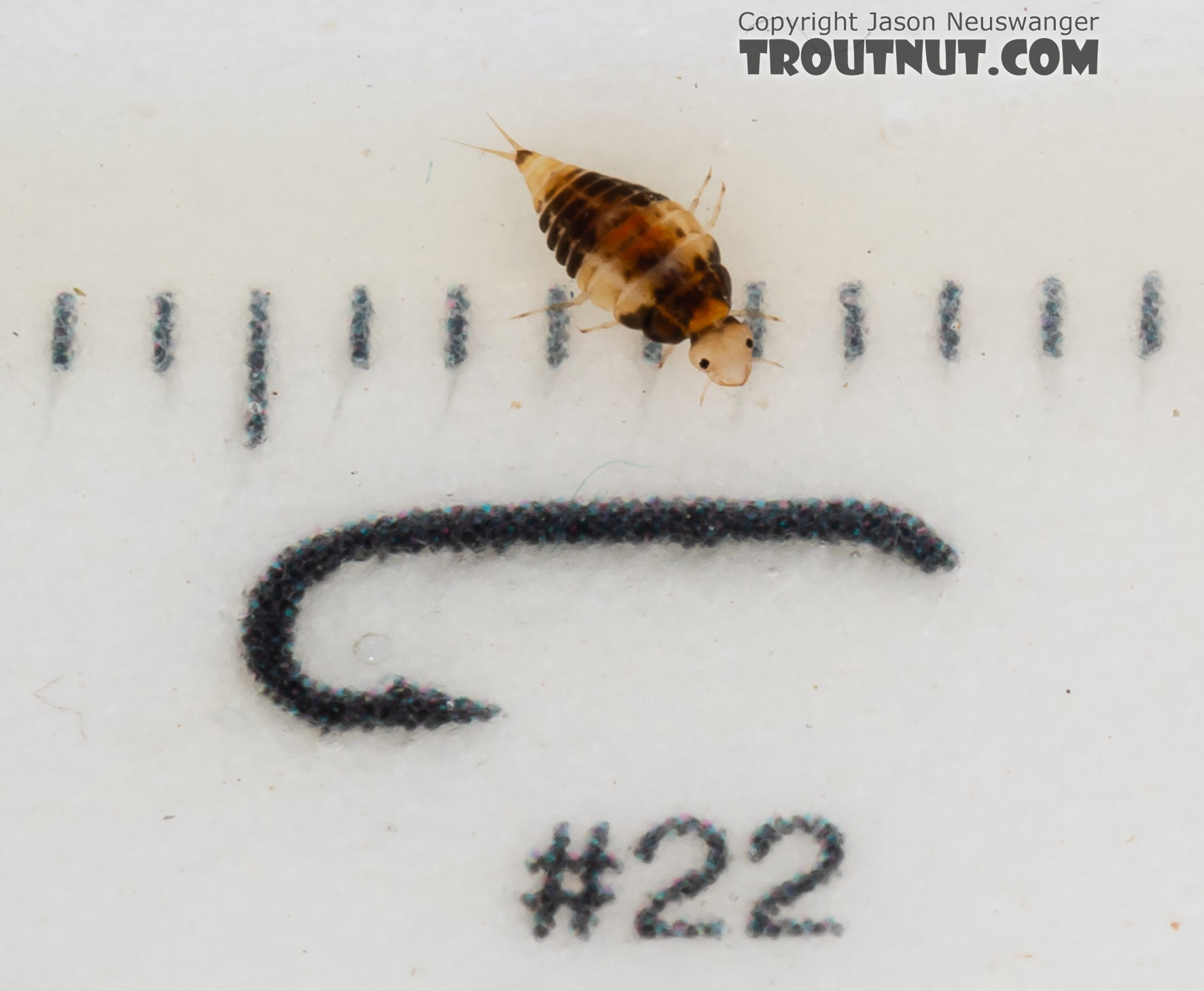 Coleoptera (Beetles) Beetle Larva from Mystery Creek #249 in Washington