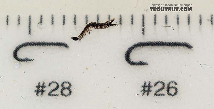 Dixa True Fly Larva from Mystery Creek #249 in Washington