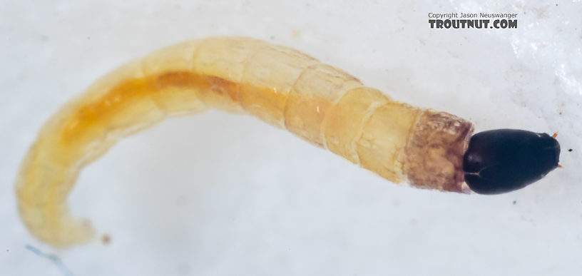 Chironomidae (Midges) Midge Larva from Mystery Creek #249 in Washington