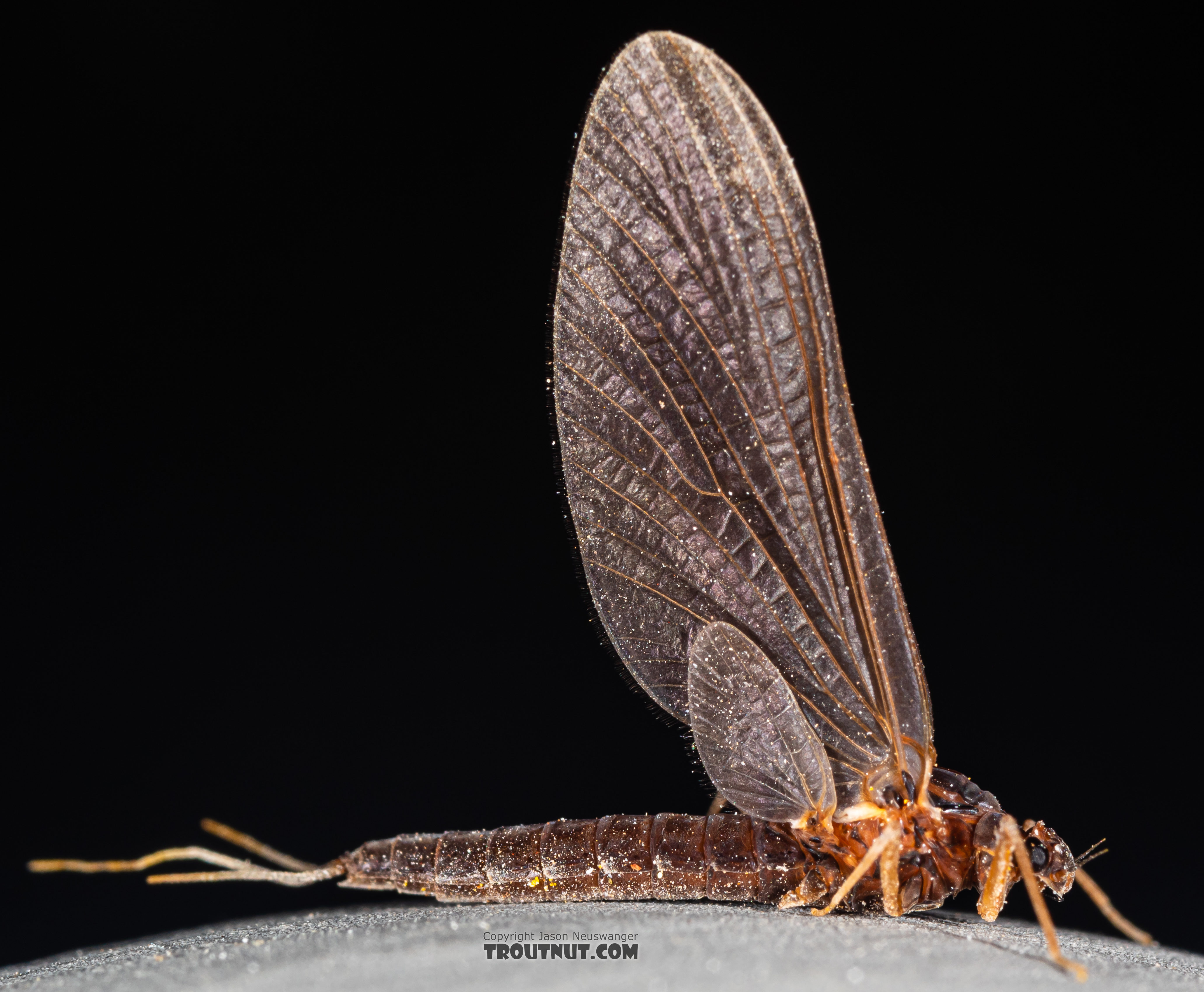 Female Paraleptophlebia (Blue Quills and Mahogany Duns) Mayfly Dun from Mystery Creek #250 in Washington