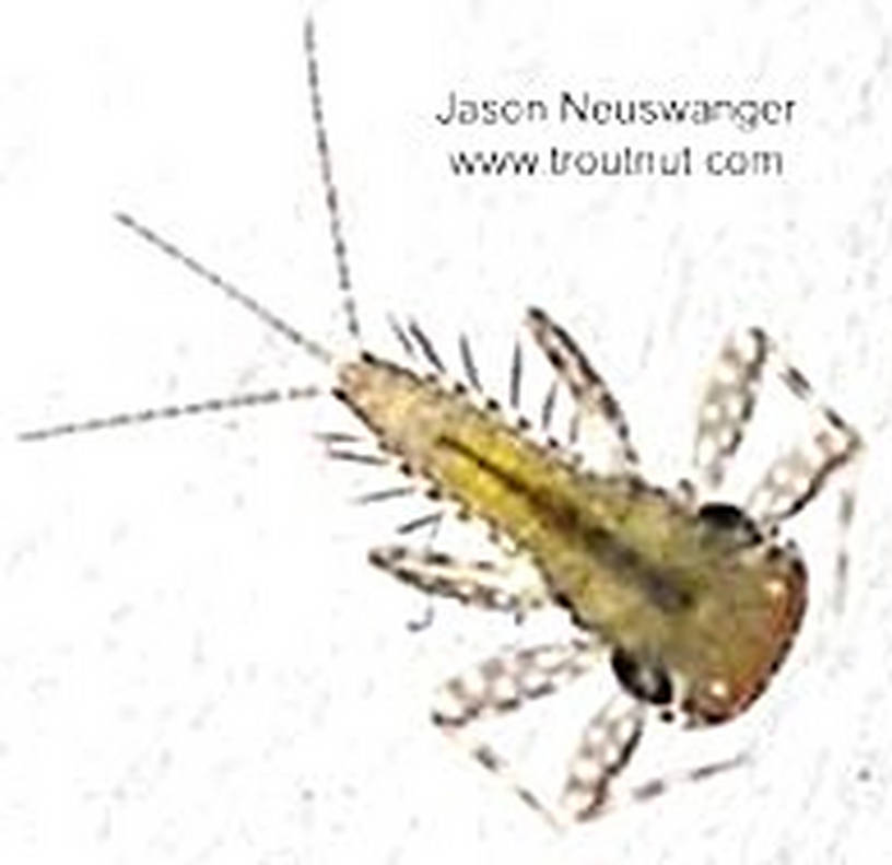 Leucrocuta hebe (Little Yellow Quill) Mayfly Nymph from the Namekagon River in Wisconsin