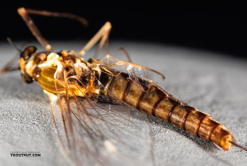 Female Ameletus (Brown Duns) Mayfly Spinner from Mystery Creek #199 in Washington