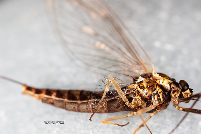 Female Ameletus (Brown Duns) Mayfly Spinner from Mystery Creek #199 in Washington