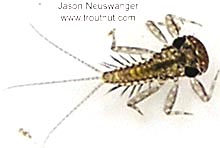 Leucrocuta hebe (Little Yellow Quill) Mayfly Nymph from unknown in Wisconsin