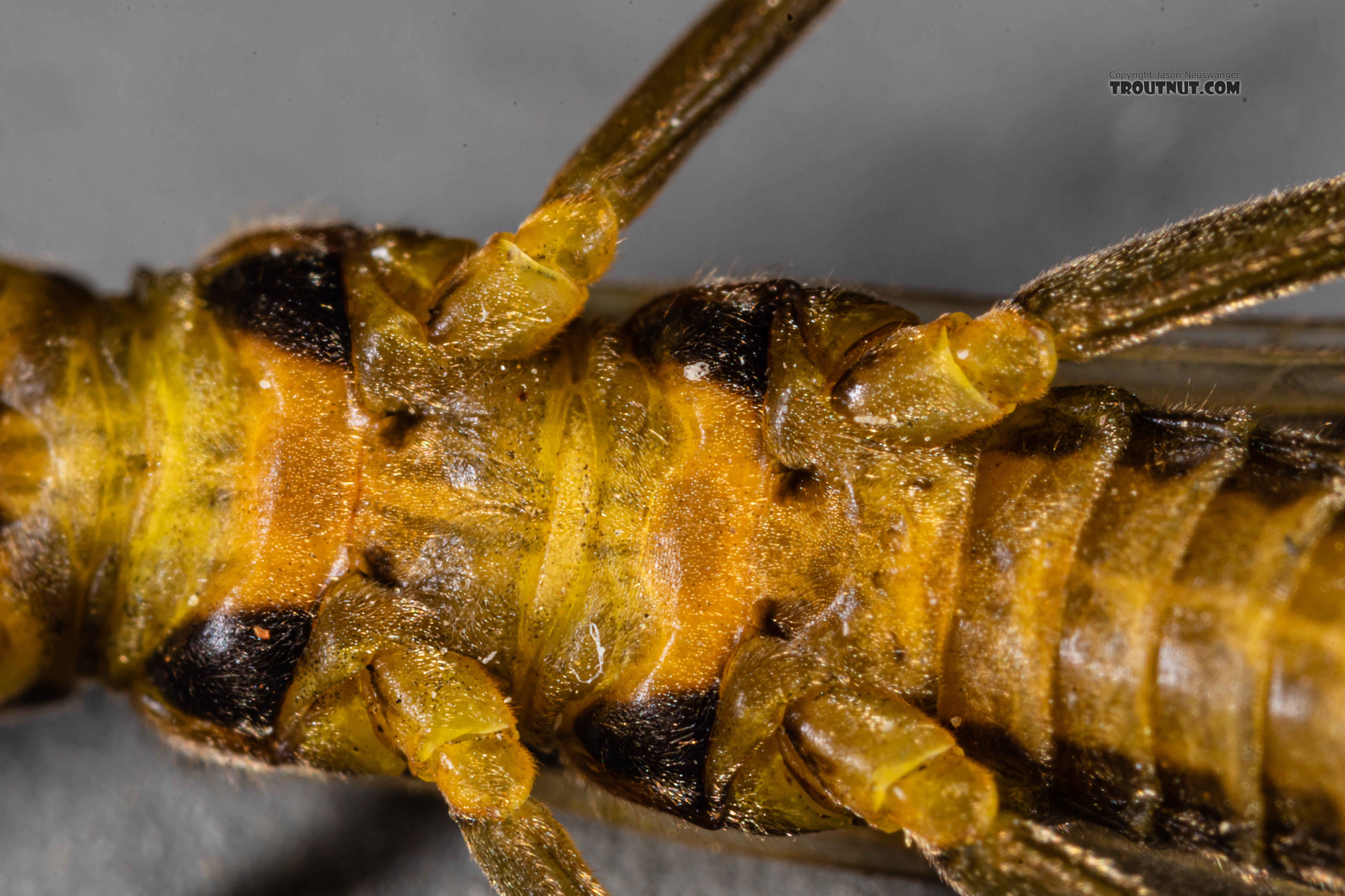 Female Kogotus nonus Stonefly Adult from Mystery Creek #199 in Washington